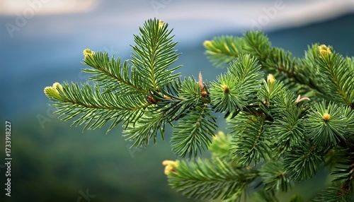Close Up Of A Branch Of A Greek Fir Abies Cephalonica