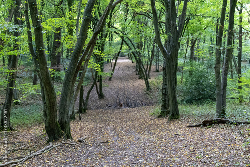 path in the forest