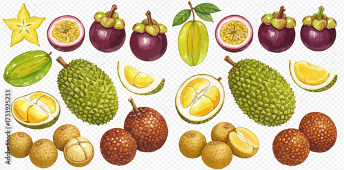Illustration of various tropical fruits including mangosteen, passion fruit, durian, longan, and carambola.