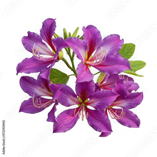 Vibrant purple bauhinia flowers bloom against a stark black background