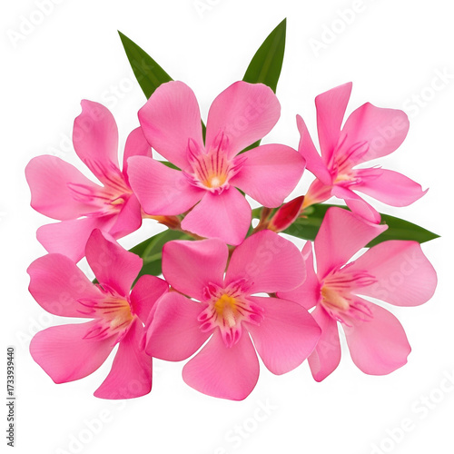 Vibrant pink oleander flowers against a stark black background