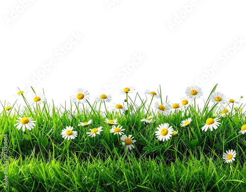 Green grass and white daisies flourish against a black background