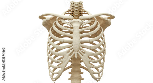 Human rib cage isolated on transparent background, skeletal anatomy of thorax for medical and educational use PNG