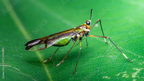 Wallpaper Mural Longhorn grasshopper sitting on green leaf Torontodigital.ca