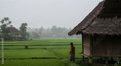 Rural landscape scene with small hut rice fields and person in natural environment