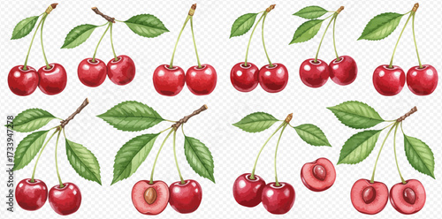 Illustration of cherries with leaves on a transparent background, some cut in half.