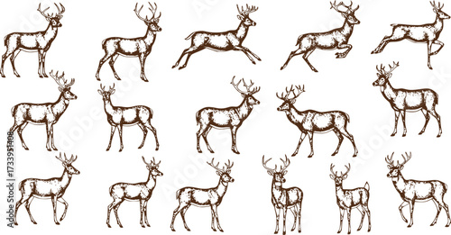 Deer silhouettes set vector illustration, black deer silhouette icon bundle