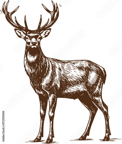 Deer silhouettes set vector illustration, black deer silhouette icon bundle