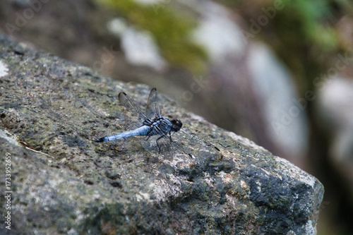 A close-up of the Orthetrum japonicum.  Beppu, Japan
