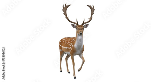 Schilderij op canvas Isolated Fallow Deer with Large Antlers, Elegant Animal Standing with Grace in a