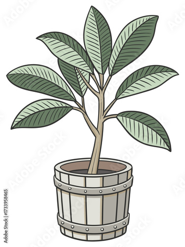 A healthy indoor plant with broad green leaves and multiple stems is placed in a wooden barrel-style pot featuring metal bands and rivets. The leaves are elongated with visible veins, suggesting good.