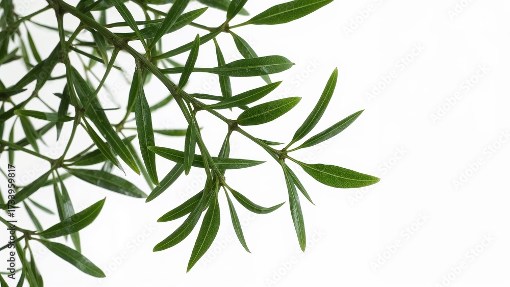 Obraz premium Minimalist green leaf branch isolated on white background, fresh foliage detail for natural, botanical, and ecothemed designs