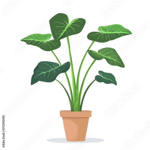 Flat 2D Alocasia illustration, vector graphic in icon style, on white background