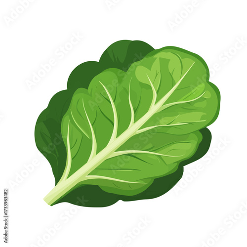 2D flat vector illustration of a Cabbage Leaf in icon style, isolated on white background