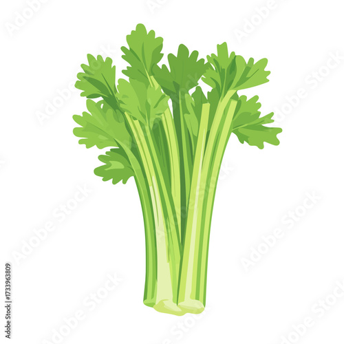 Flat 2D Celery illustration, vector graphic in icon style, on white background