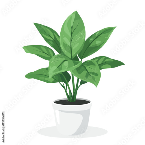 Flat 2D Chinese Evergreen illustration, vector graphic in icon style, on white background