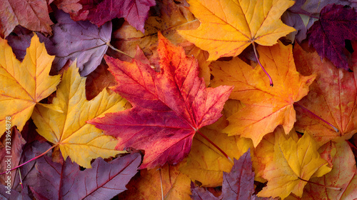 Wallpaper Mural A vibrant closeup of fallen autumn maple leaves in various shades of red, orange, yellow, and purple, showcasing the beauty of the fall season Torontodigital.ca