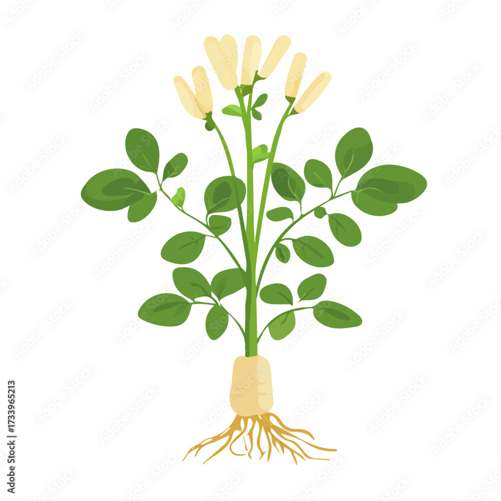 Naklejka premium Minimal flat vector of a Astragalus Root, 2D icon-style illustration on white background