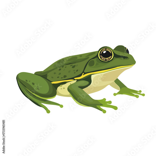 Flat 2D Bullfrog illustration, vector graphic in icon style, on white background