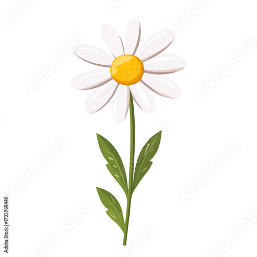 Chamomile Flower illustrated in a clean 2D flat vector style, minimal and modern, isolated on a white background.