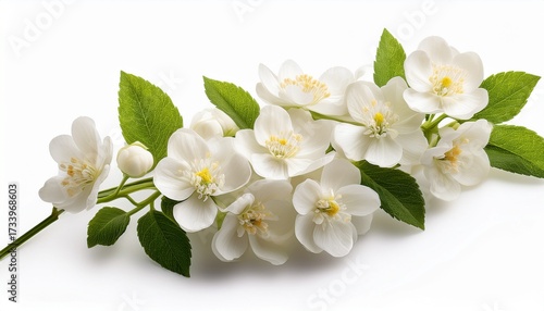 White Flowers Stalk Isolated On White Background