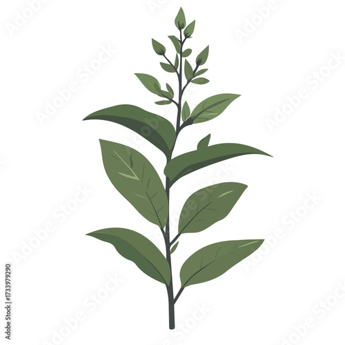 2D flat vector illustration of a Field Sage in icon style, isolated on white background