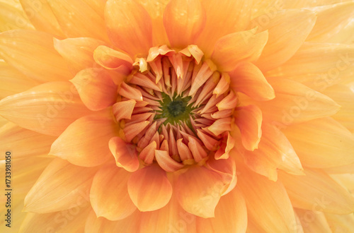 Vibrant Orange Dahlia flower Macro Close-Up.  Full-frame macro photograph capturing the delicate structure and vivid color of an orange dahlia at its center.