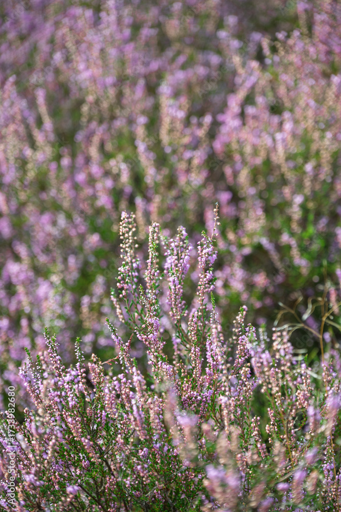 Obraz premium Veluwezoom Heather Bloom