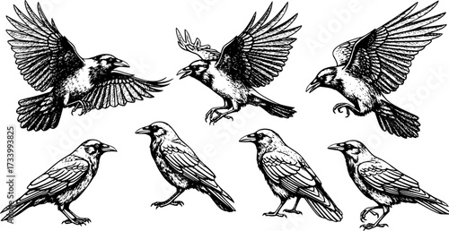 crow and raven silhouette set flying and standing birds vector icon