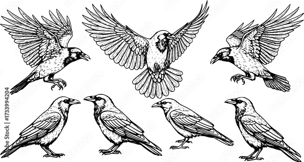 Obraz premium crow and raven silhouette set flying and standing birds vector icon