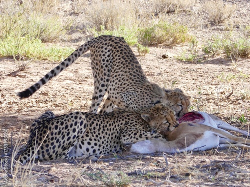 Zwei Geparden essen genüsslich einen Springbock, den sie zuvor gejagt und erlegt haben.