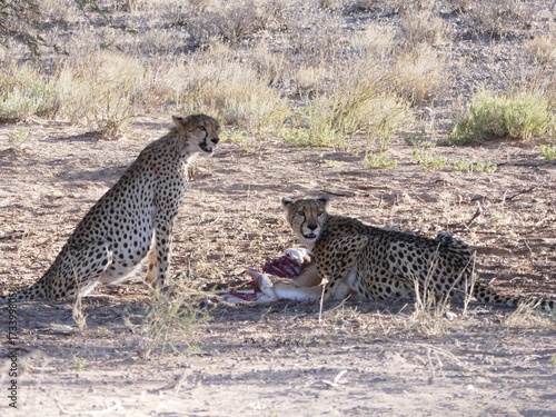 Zwei Geparden essen genüsslich einen Springbock, den sie zuvor gejagt und erlegt haben.