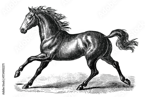 Majestic Horse in Motion Vintage Black and White Engraving