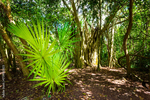 Coba pyramids archeological site in Mexico