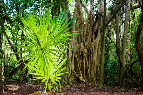 Coba pyramids archeological site in Mexico