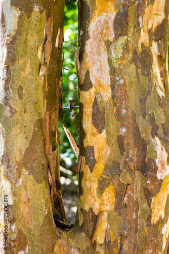Coba pyramids archeological site in Mexico