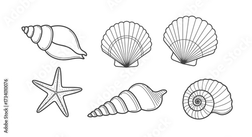 Line art vector illustration of a set of different seashells and a starfish, white background