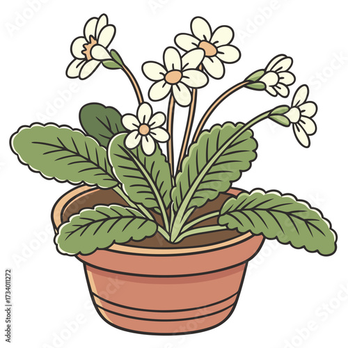 A terracotta pot holds a healthy flowering plant with broad green leaves and several white, five-petaled flowers with yellow centers on long stems. The leaves are textured with visible veins.