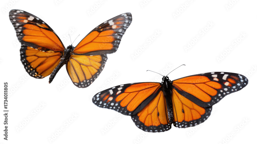 Fototapeta premium Monarch Butterfly: The vibrant colors of a monarch butterfly on full display, its wings gracefully spread. A symbol of freedom and natural beauty.