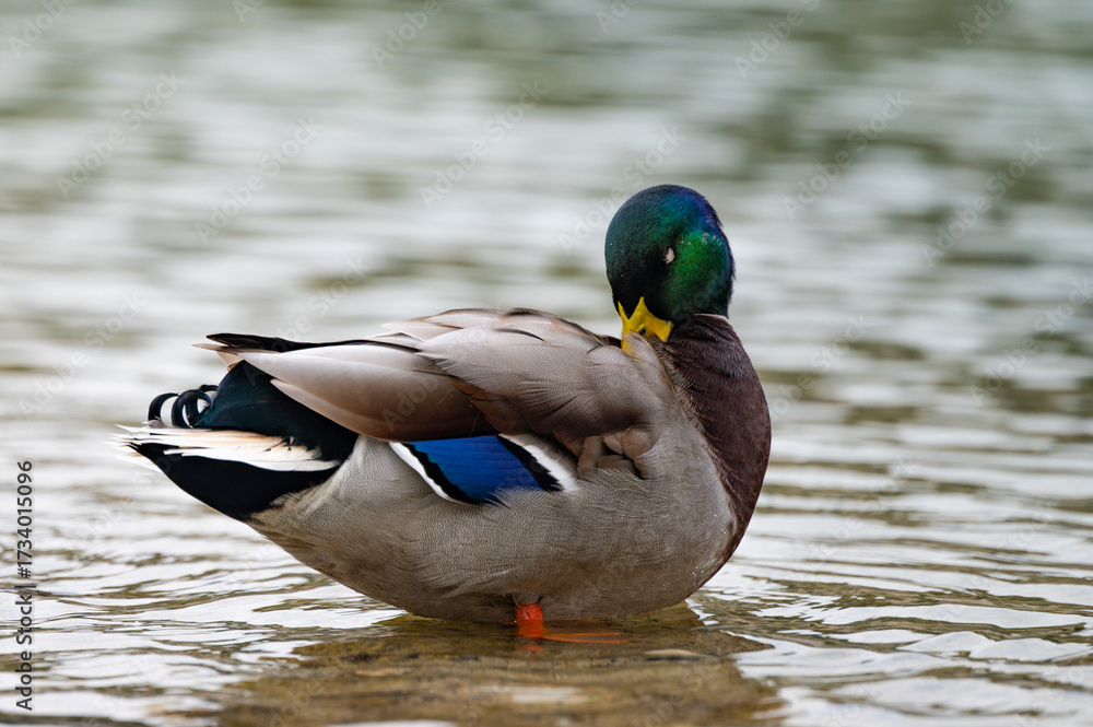 Fototapeta premium Male mallard duck, portrait of a duck with reflection in clean lake water in Krakow, Poland