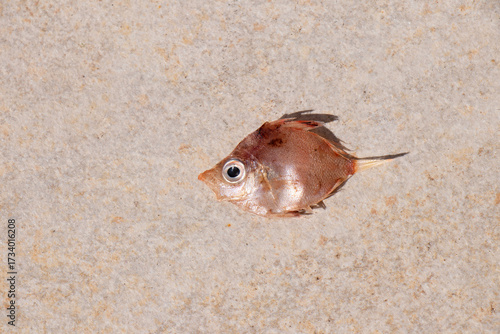 Small orange baby fish on stone background