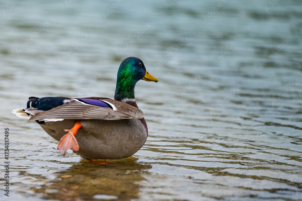 Fototapeta premium Beautiful duck practicing Yoga by the lake.