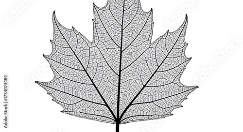 A delicate, intricate skeleton of a maple leaf, showcasing its fine network of veins against a white background.