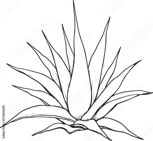 Aloe Simple Hand-drawn Sketch Doodle Drawing Vector Illustration, Black and white Line Linear Isolated Art