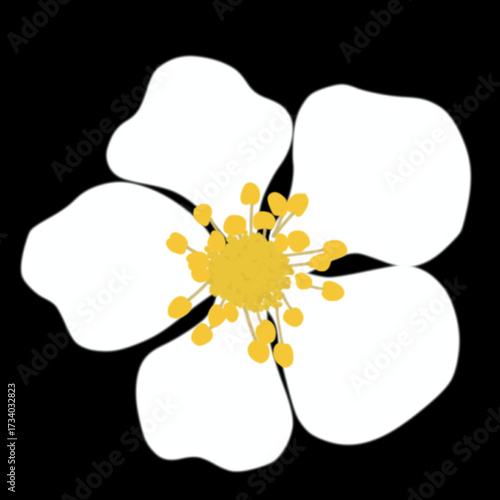 White Strawberry Flower Illustration with Yellow Pistil on Black Background