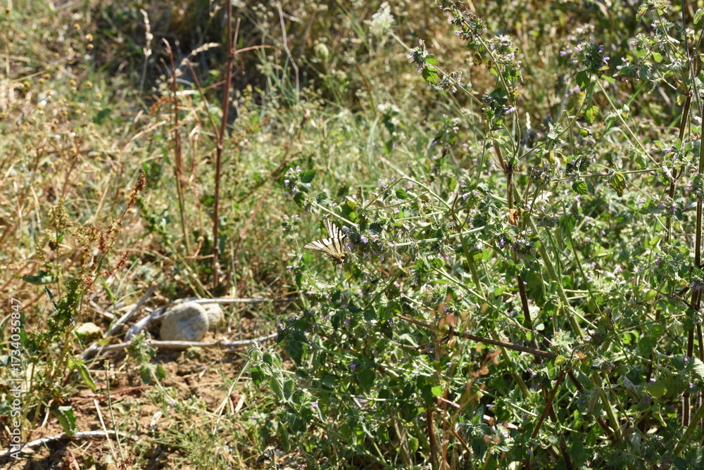 Obraz premium bird in the grass