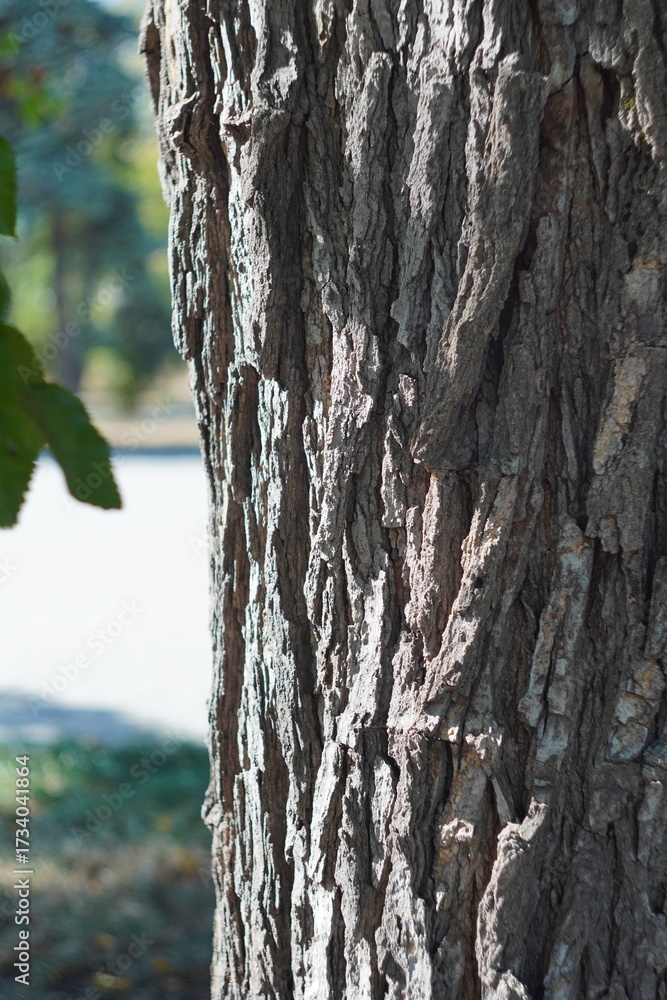 Fototapeta premium bark of a tree