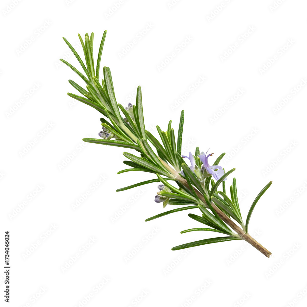 Fototapeta premium Aromatic rosemary sprig a culinary herb with needle - like leaves displays delicate purple flowers against a stark black backdrop