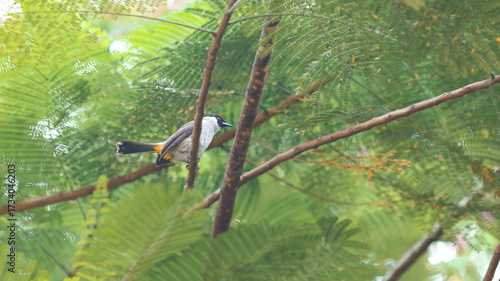 Tranquil Sooty-headed Bulbul perched gracefully on a branch amidst lush green foliage, capturing the beauty of nature and serenity of wildlife