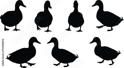 Silhouette collection of domestic ducks in various poses, isolated black duck shapes on white background, vector animal illustration, farm bird artwork for design use